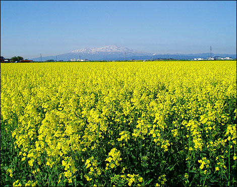 Canola Flower Festival